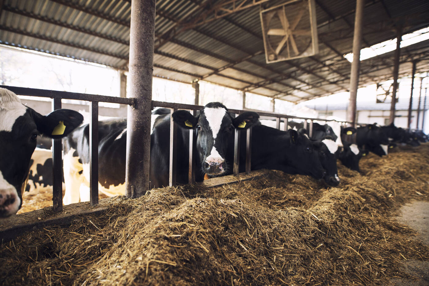 Koe die nieuwsgierig in de camera kijkt op een veehouderij