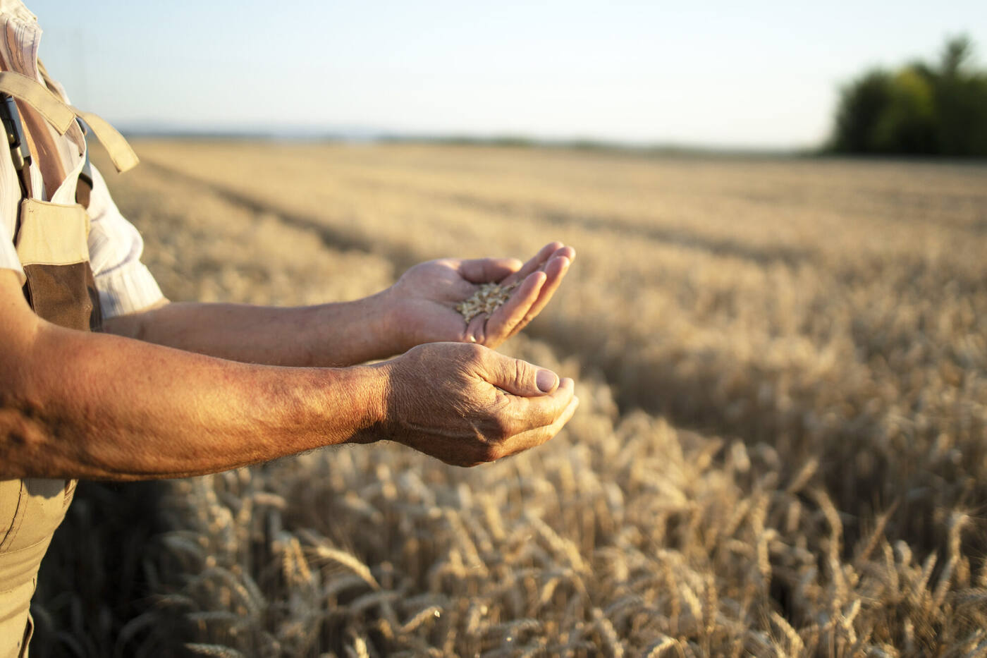 Boer met een handvol tarwekorrels in een graanveld