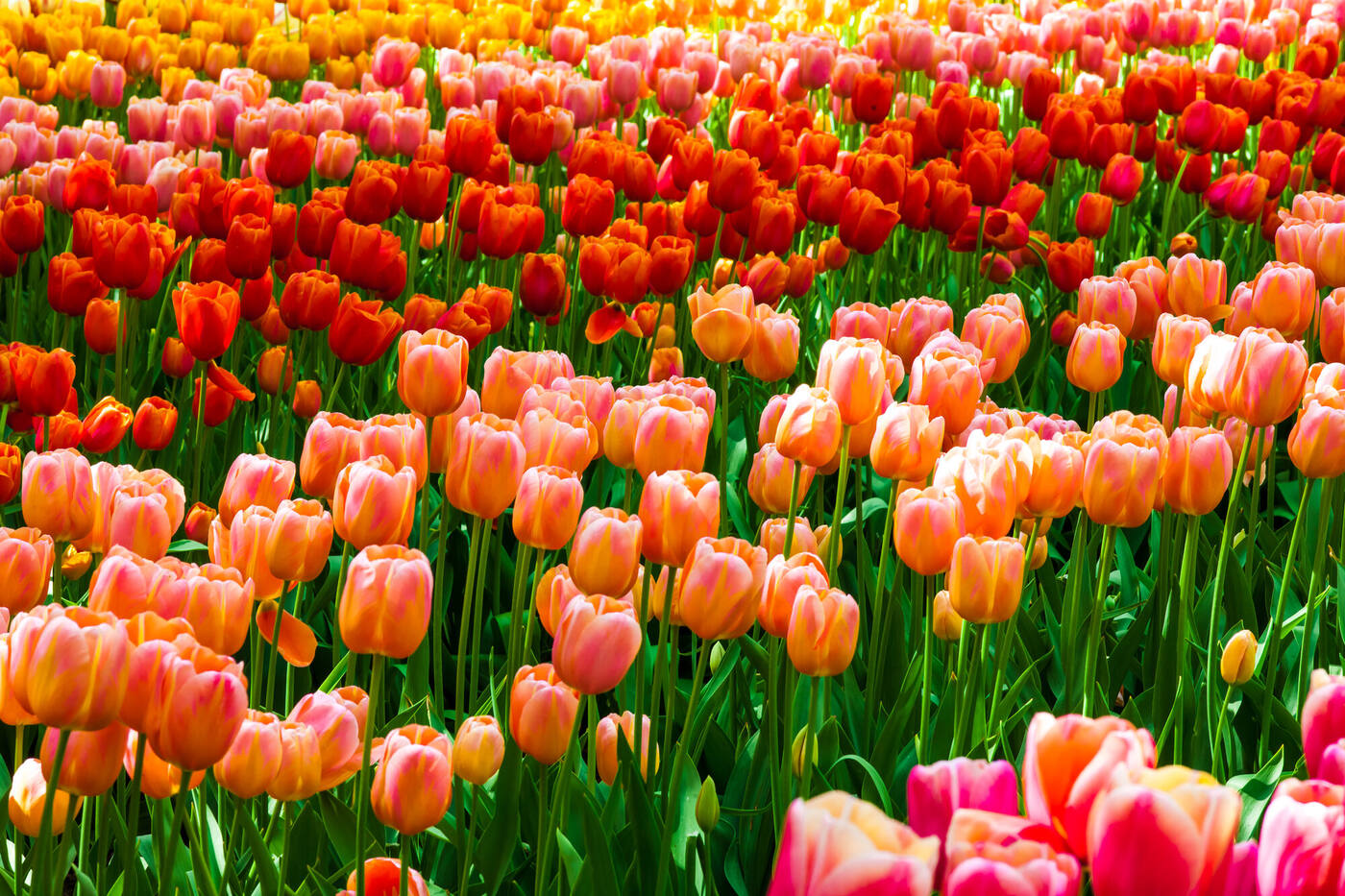 Kleurrijk tulpenveld in Nederland